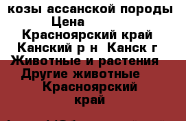 козы ассанской породы › Цена ­ 15 000 - Красноярский край, Канский р-н, Канск г. Животные и растения » Другие животные   . Красноярский край